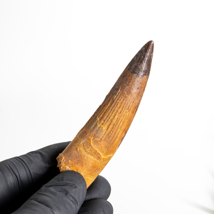 3.48 Inch Spinosaurus Tooth Fossil (Spinosaurus aegyptiacus)