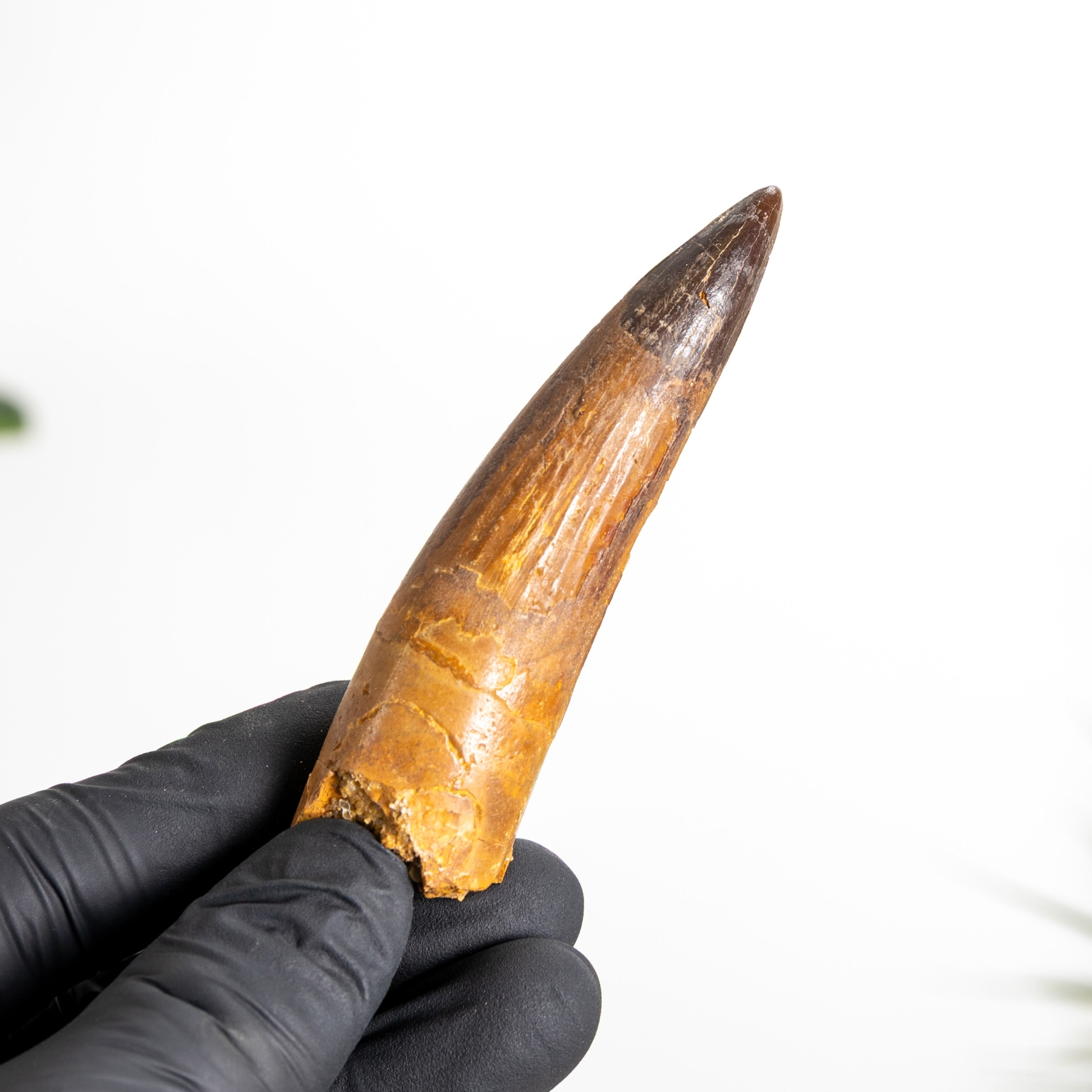 Minibeast 3.48 Inch Spinosaurus Tooth Fossil (Spinosaurus aegyptiacus)