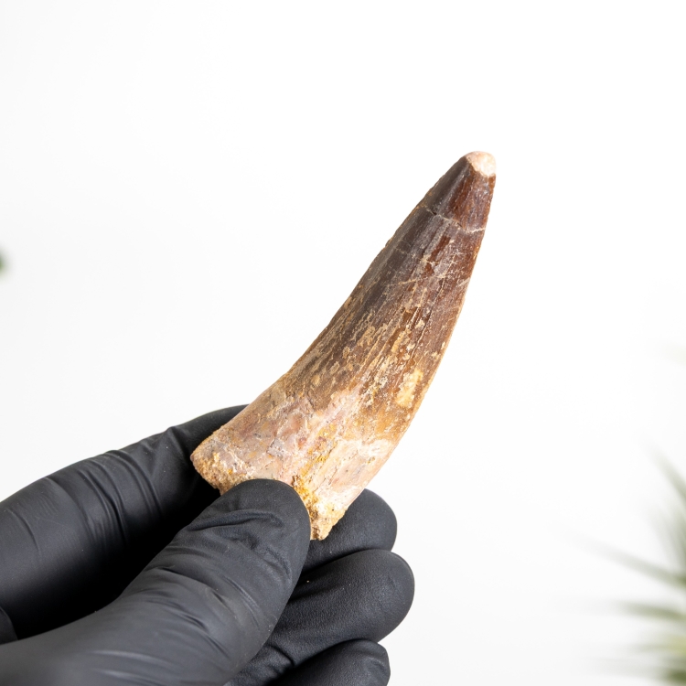 3.07 Inch Spinosaurus Tooth Fossil (Spinosaurus aegyptiacus)