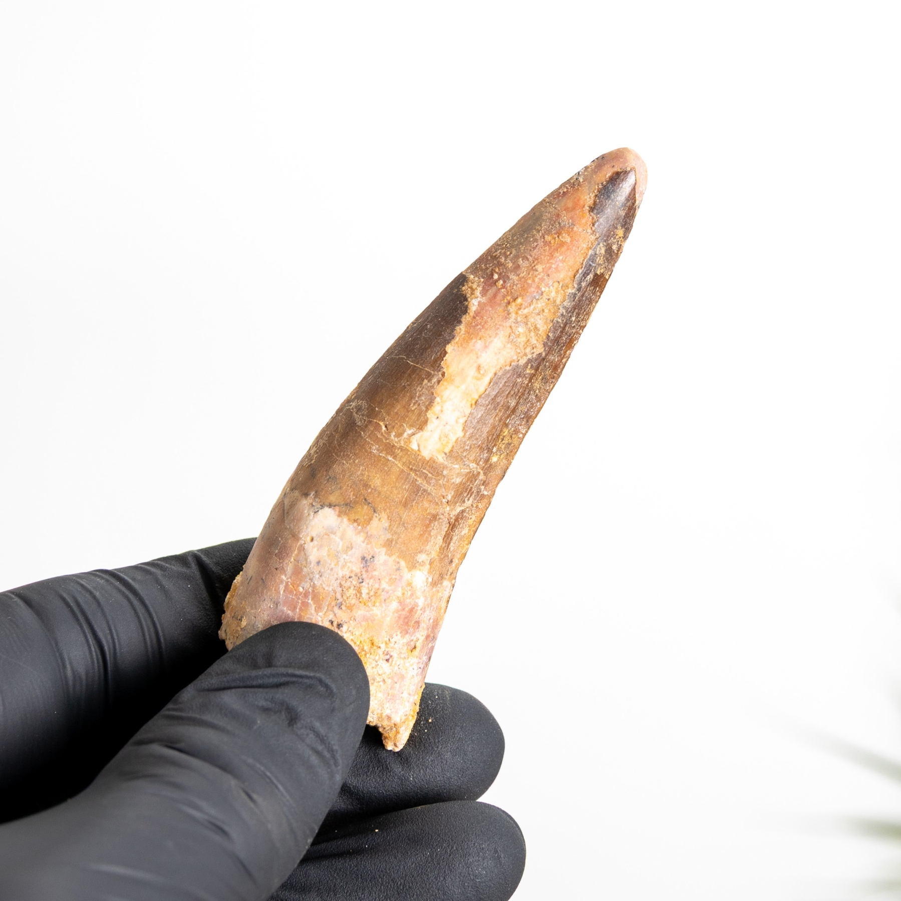 Minibeast 3.07 Inch Spinosaurus Tooth Fossil (Spinosaurus aegyptiacus)