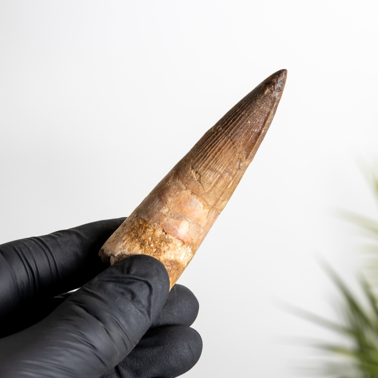 3.37 Inch Spinosaurus Tooth Fossil (Spinosaurus aegyptiacus)