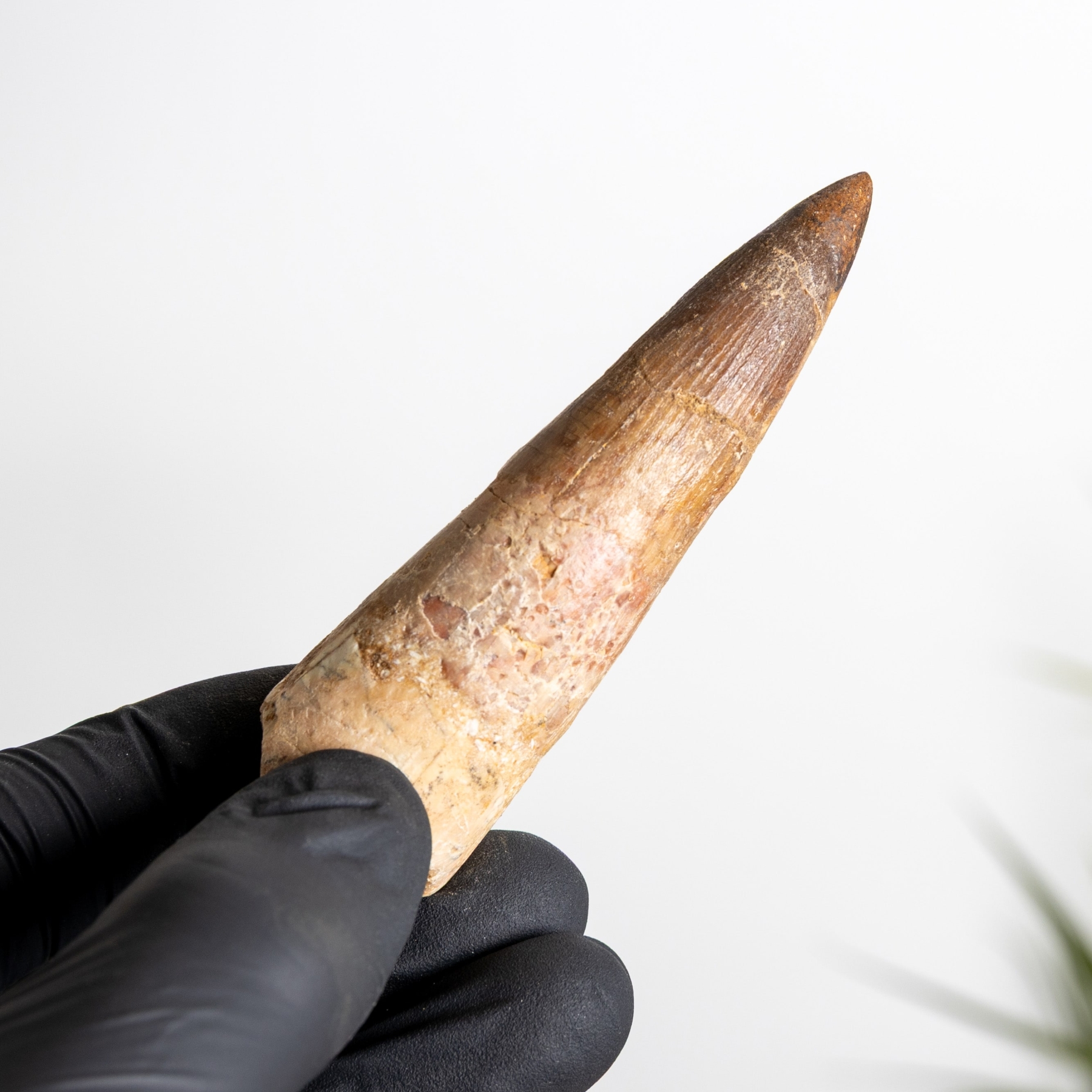 Minibeast 3.37 Inch Spinosaurus Tooth Fossil (Spinosaurus aegyptiacus)