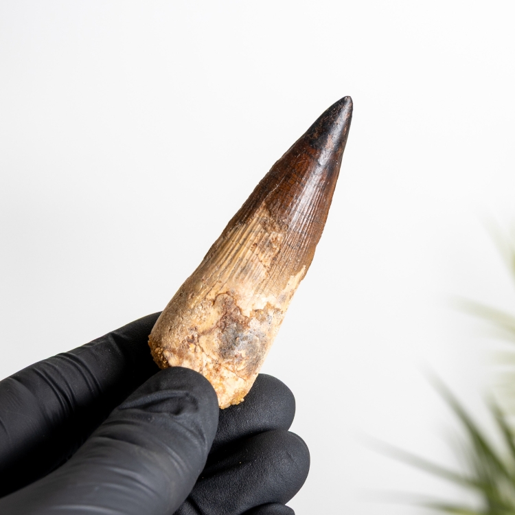 2.88 Inch Spinosaurus Tooth Fossil (Spinosaurus aegyptiacus)