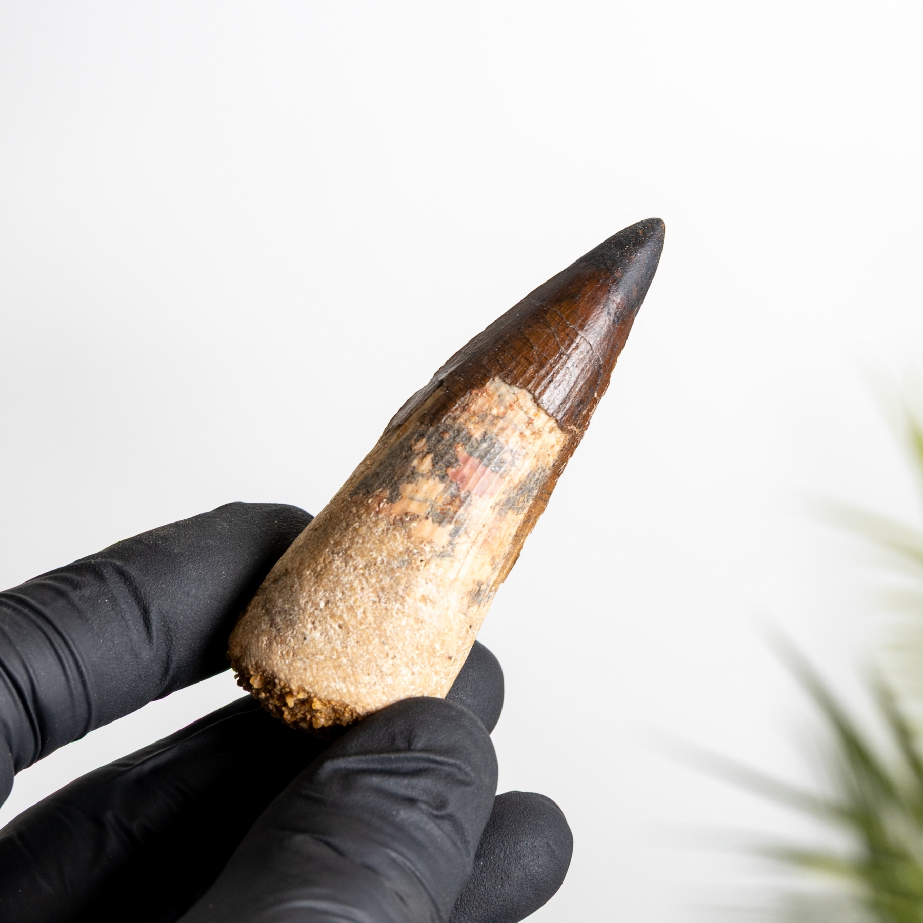 Minibeast 2.88 Inch Spinosaurus Tooth Fossil (Spinosaurus aegyptiacus)
