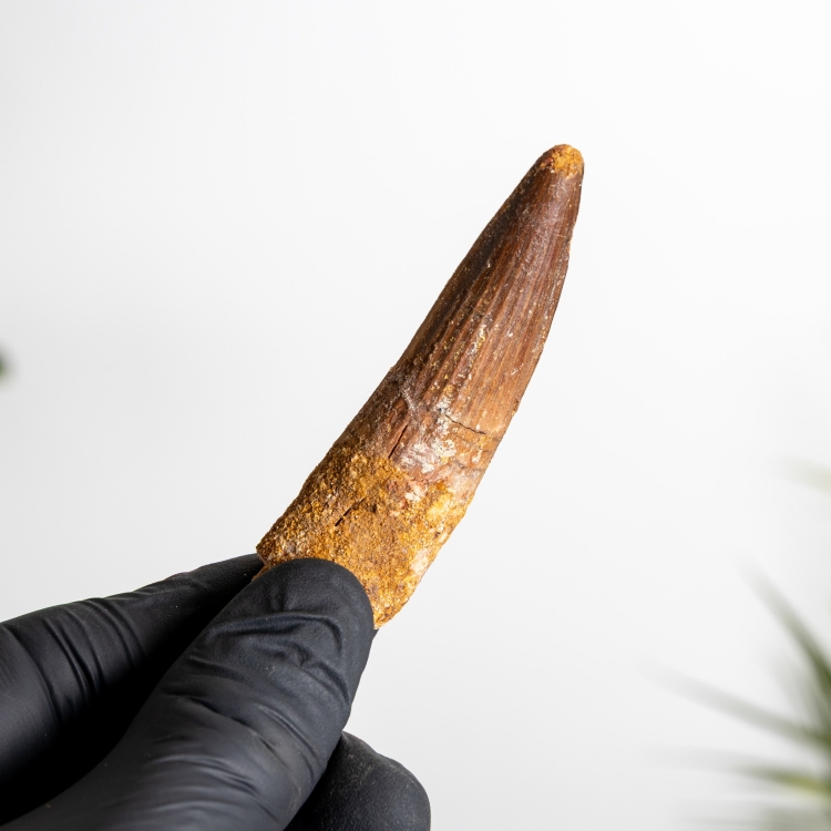 2.34 Inch Fossile De Dent De Spinosaurus (Spinosaurus aegyptiacus)