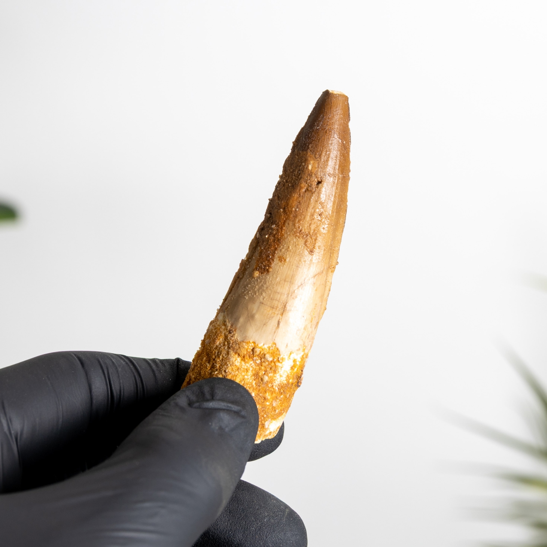 Minibeast 3.07 Inch Fossile Di Dente Di Spinosaurus (Spinosaurus aegyptiacus)
