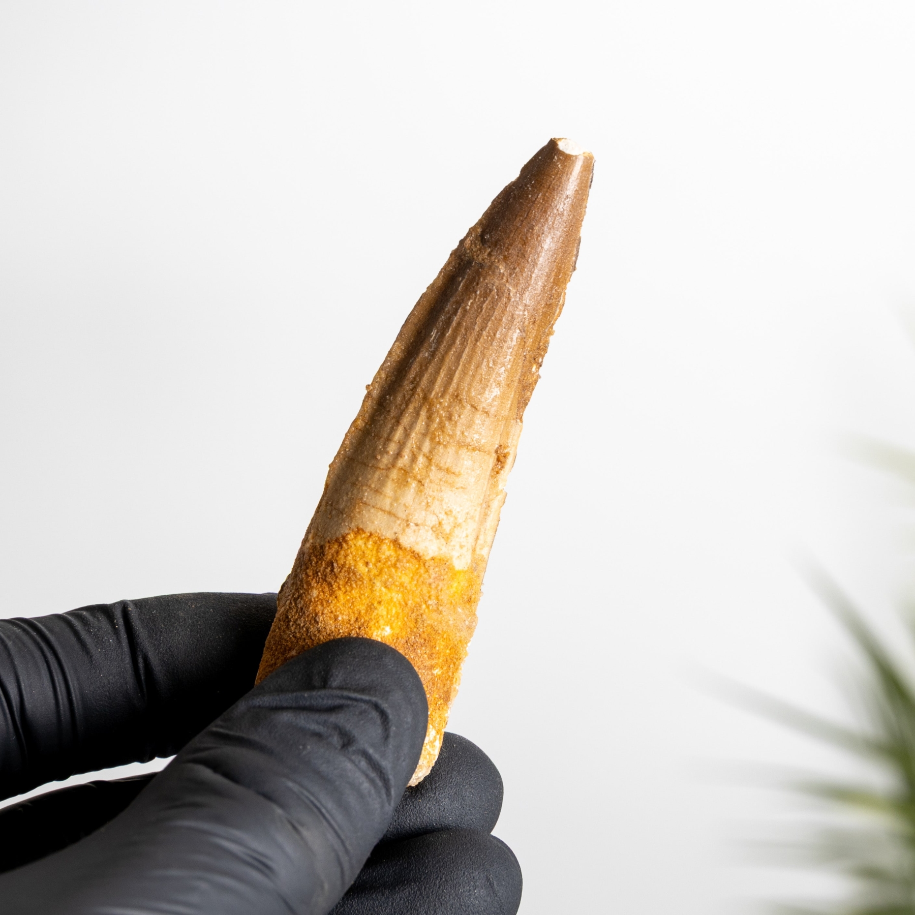 Minibeast 3.07 Inch Fossile Di Dente Di Spinosaurus (Spinosaurus aegyptiacus)