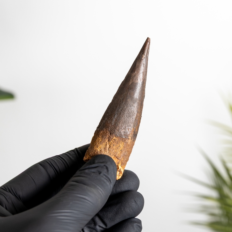 3.31 Inch Spinosaurus Tooth Fossil (Spinosaurus aegyptiacus)