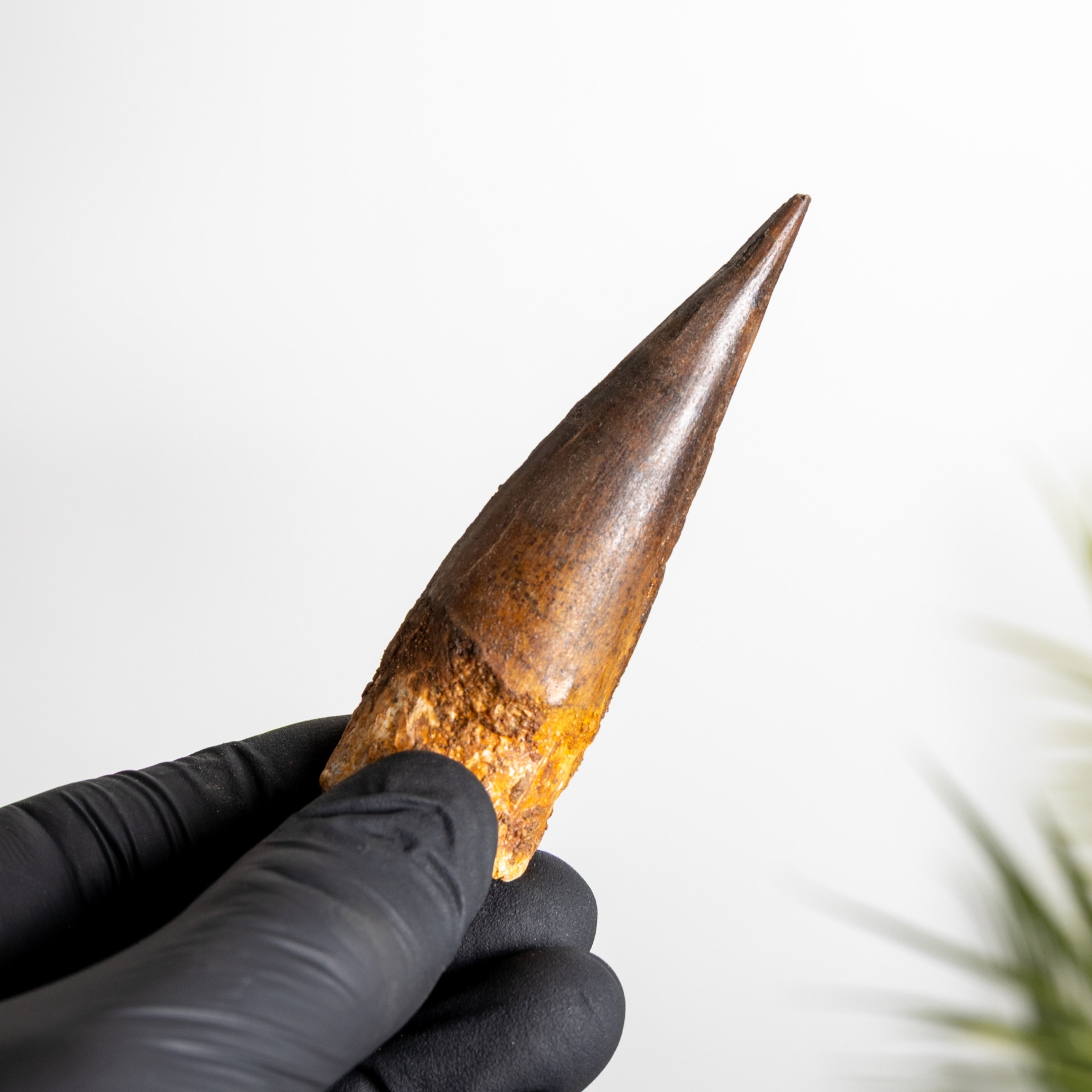 Minibeast 3.31 Inch Spinosaurus Tooth Fossil (Spinosaurus aegyptiacus)