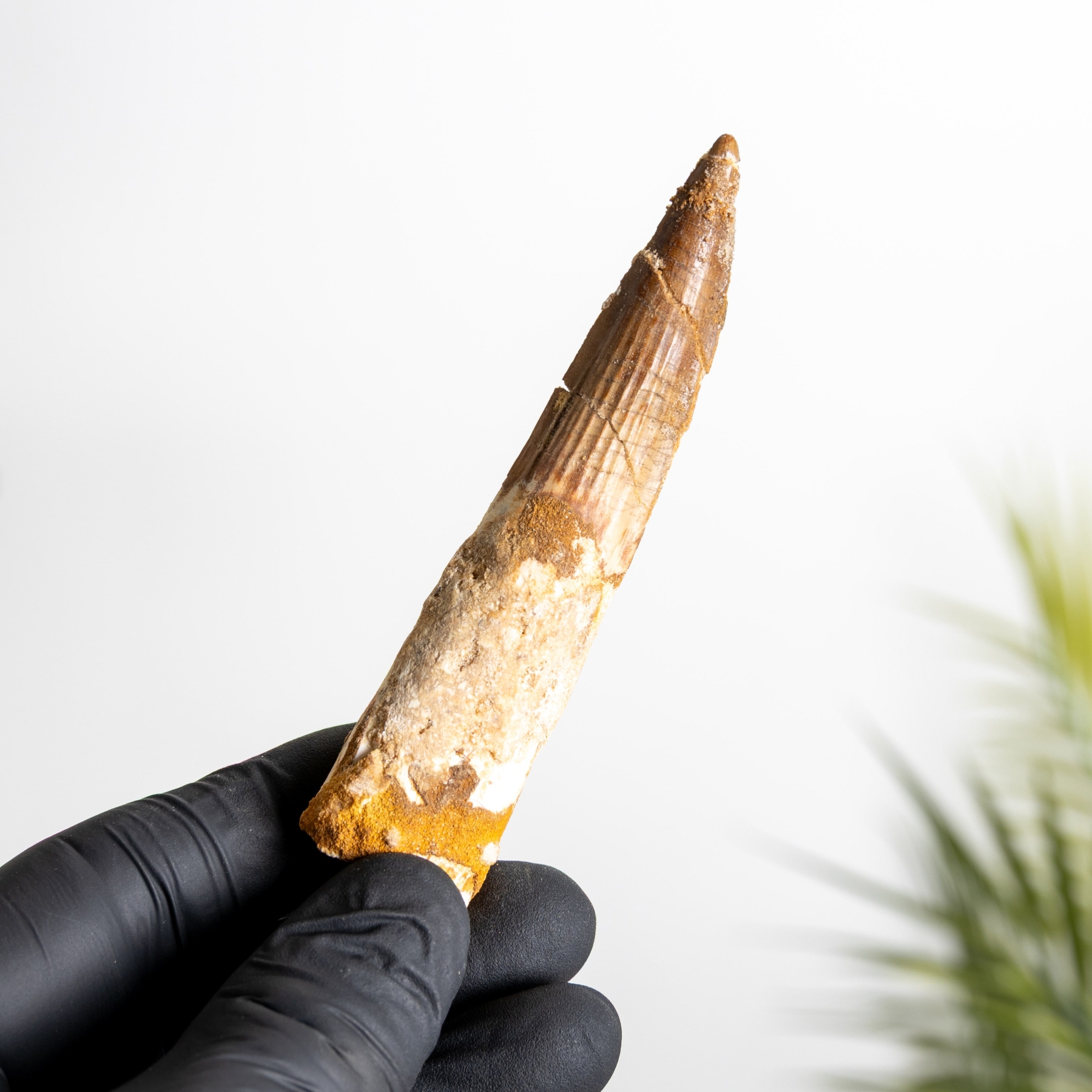 Minibeast 3.88 Inch Spinosaurus Tooth Fossil (Spinosaurus aegyptiacus)