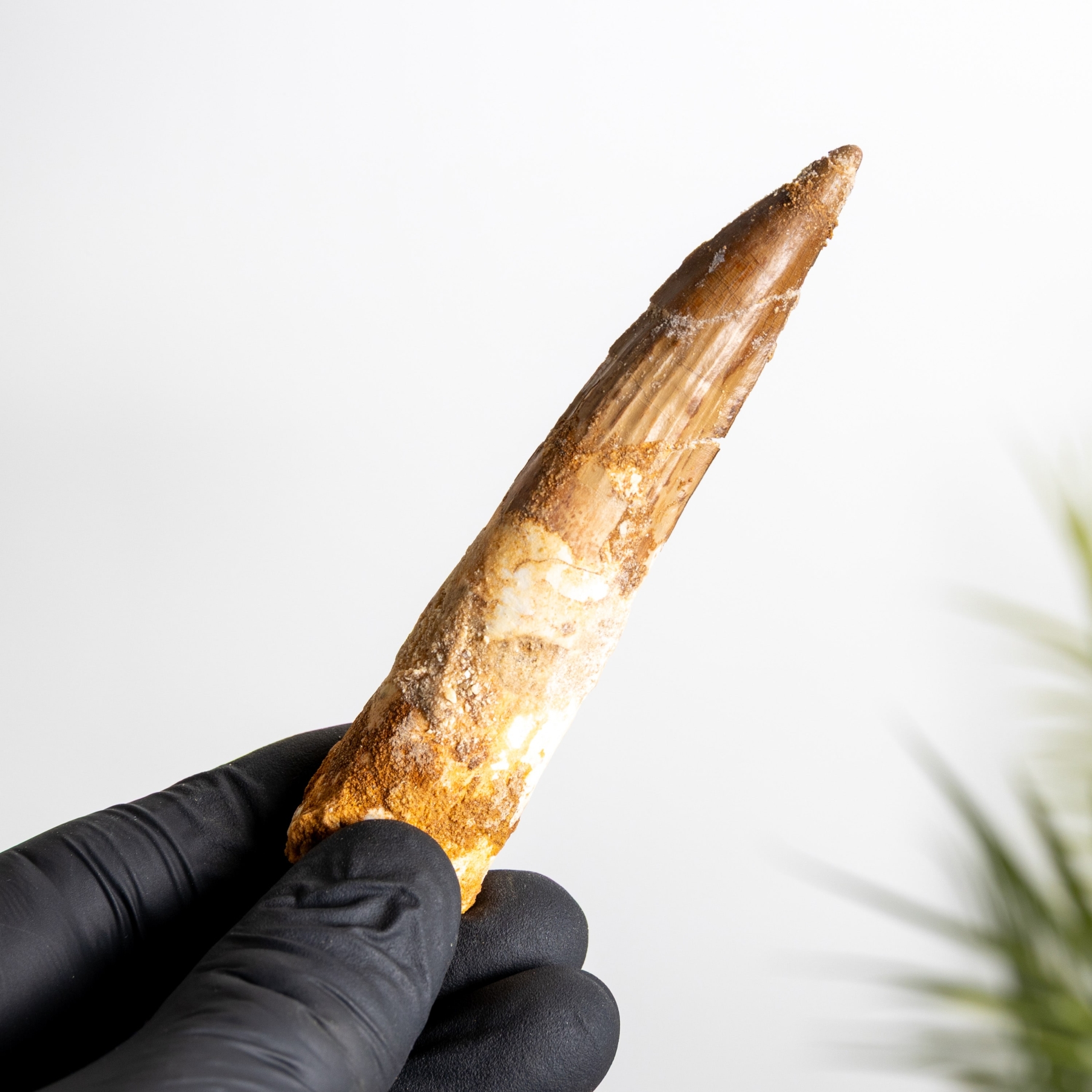 Minibeast 3.88 Inch Spinosaurus Tooth Fossil (Spinosaurus aegyptiacus)