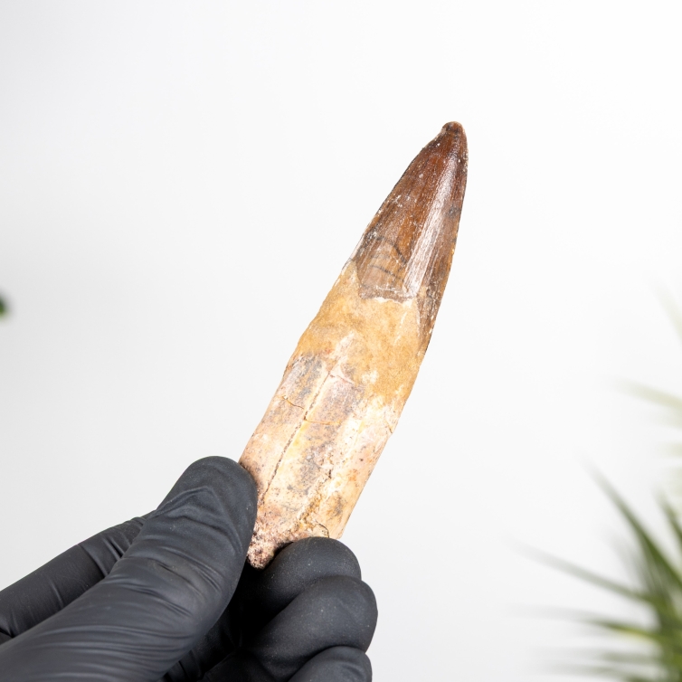 3.71 Inch Spinosaurus Tooth Fossil (Spinosaurus aegyptiacus)