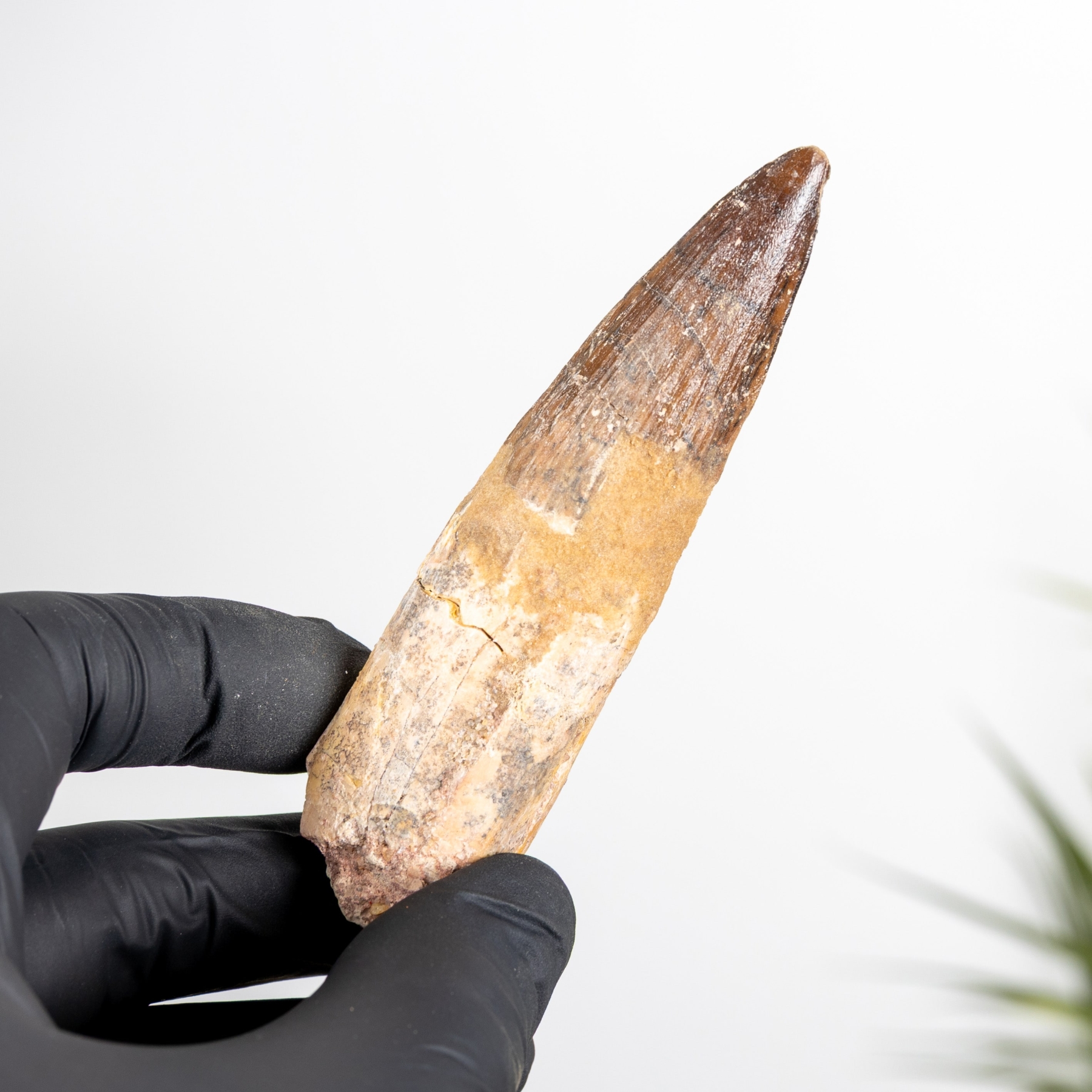 Minibeast 3.71 Inch Fossile De Dent De Spinosaurus (Spinosaurus aegyptiacus)
