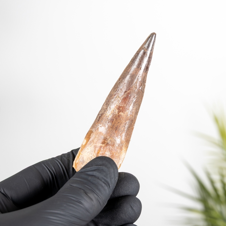 3.37 Inch Spinosaurus Tooth Fossil (Spinosaurus aegyptiacus)
