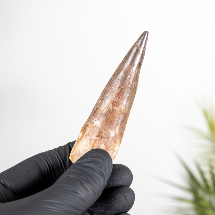 3.37 Inch Spinosaurus Tooth Fossil (Spinosaurus aegyptiacus)