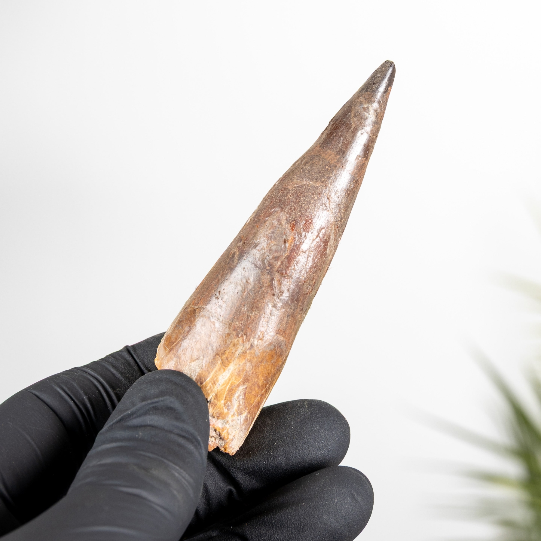 3.37 Inch Spinosaurus Tooth Fossil (Spinosaurus aegyptiacus) Minibeast 3.37 Inch Spinosaurus Tooth Fossil (Spinosaurus aegyptiacus)