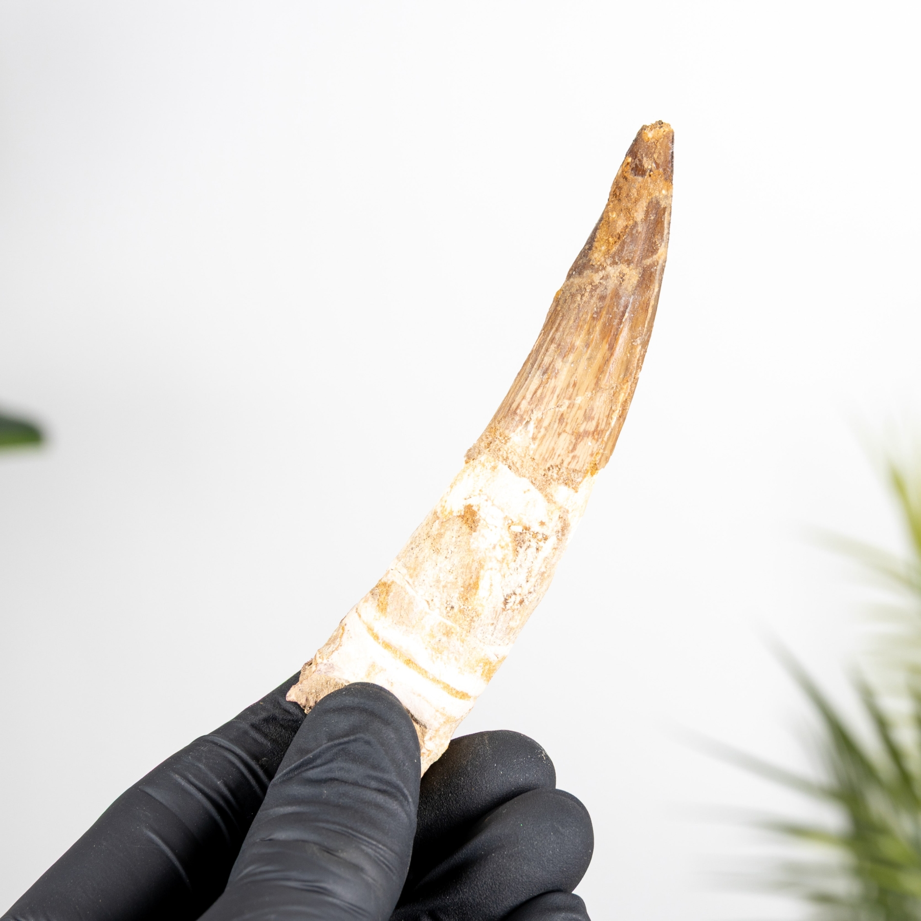 Minibeast 4.16 Inch Spinosaurus Tooth Fossil (Spinosaurus aegyptiacus)