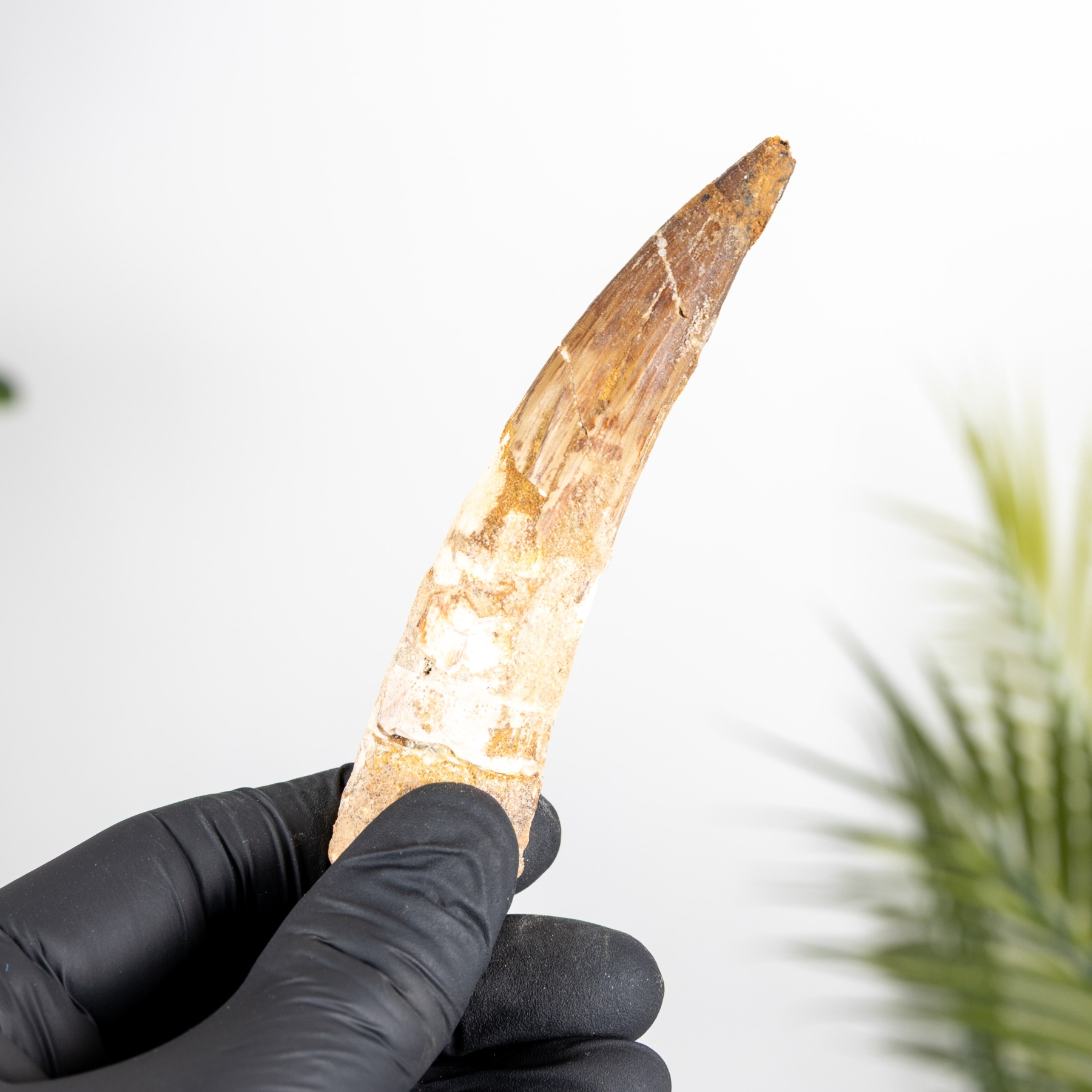 Minibeast 4.16 Inch Spinosaurus Tooth Fossil (Spinosaurus aegyptiacus)
