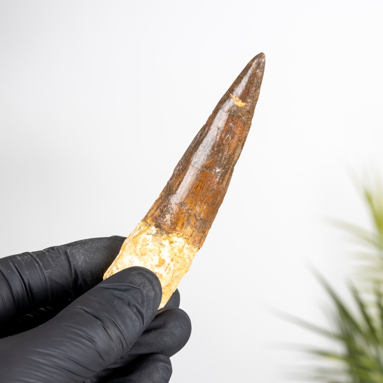 4.00 Inch Spinosaurus Tooth Fossil (Spinosaurus aegyptiacus)