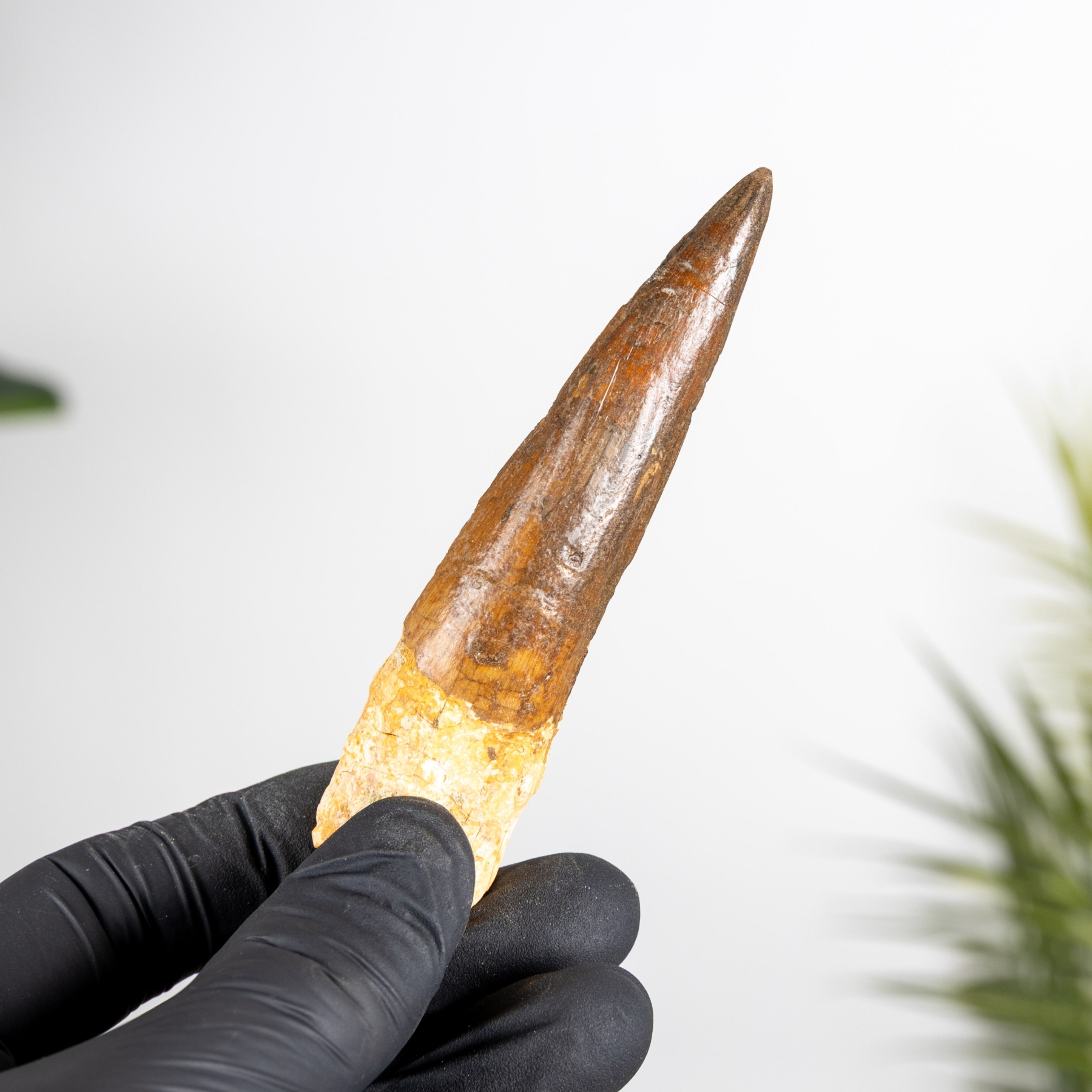 Minibeast 4.00 Inch Spinosaurus Tooth Fossil (Spinosaurus aegyptiacus)