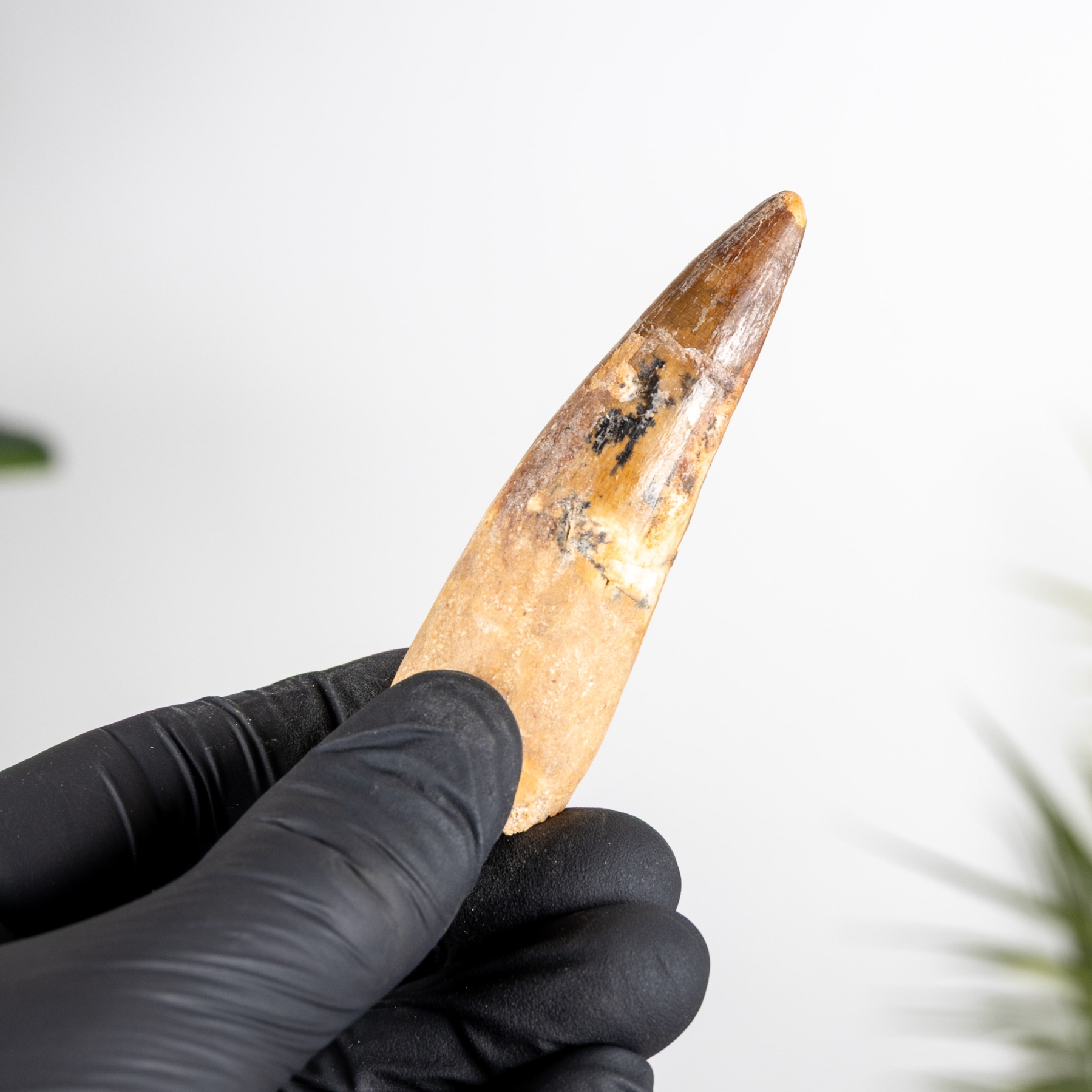Minibeast 2.83 Inch Fossile Di Dente Di Spinosaurus (Spinosaurus aegyptiacus)