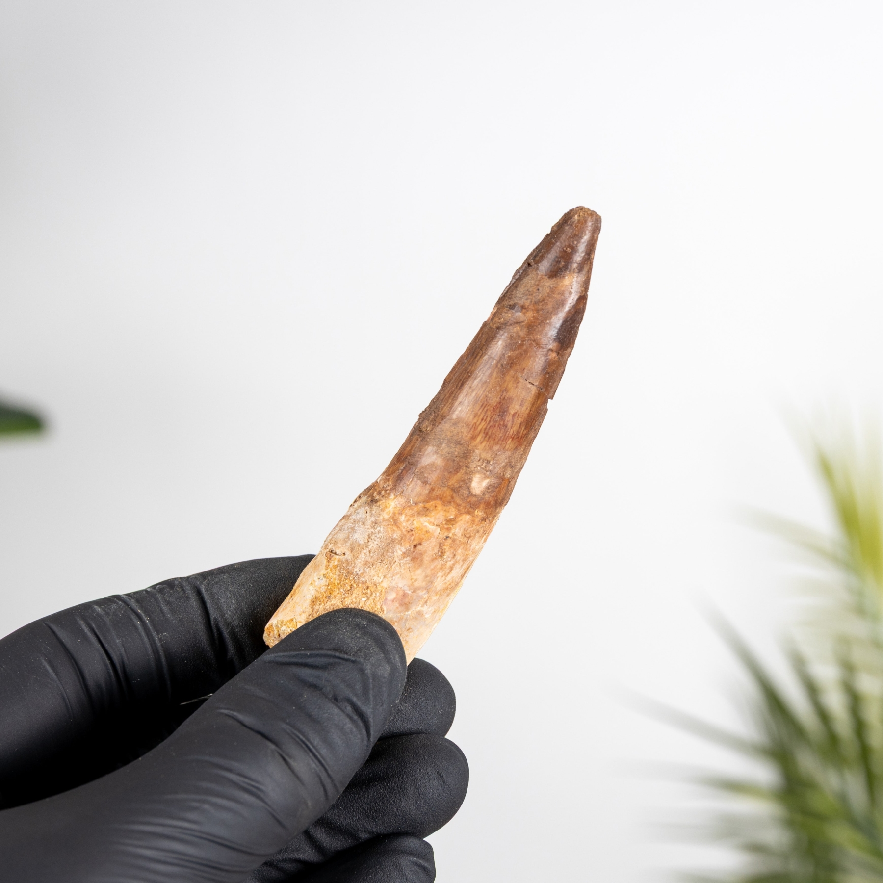 Minibeast 3.37 Inch Spinosaurus Tooth Fossil (Spinosaurus aegyptiacus)