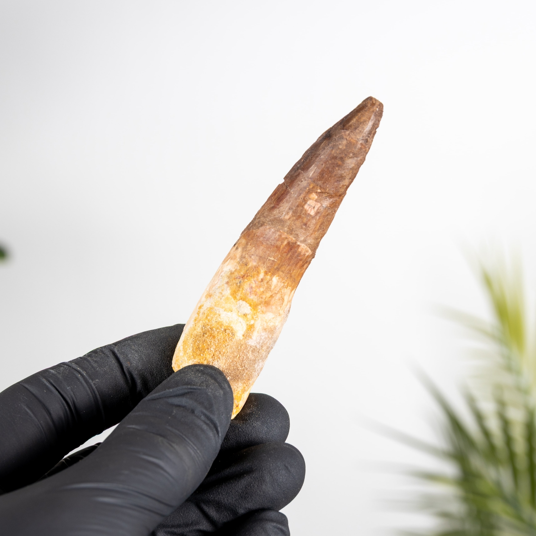 Minibeast 3.37 Inch Spinosaurus Tooth Fossil (Spinosaurus aegyptiacus)