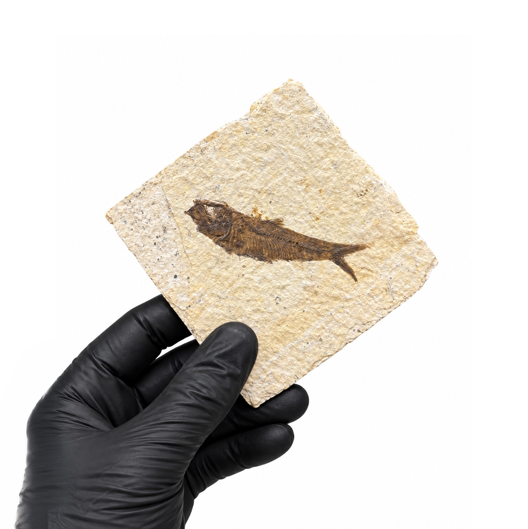 Minibeast 4.50 Inch Zoetwater Haring Fossiel (Knightia sp)