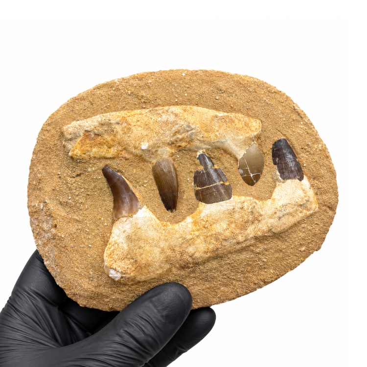 Mosasaurier Kieferfossil (Mosasaurieridae sp)