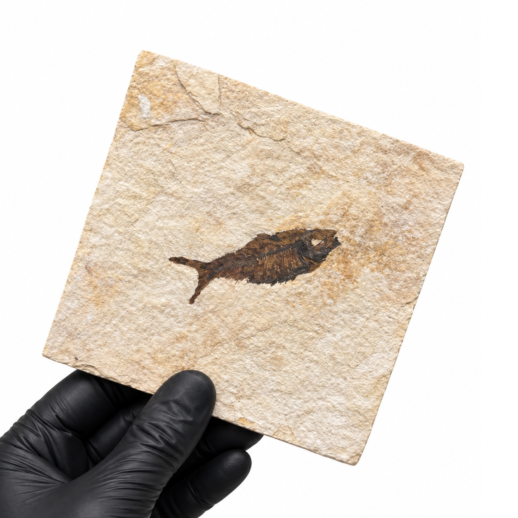 Minibeast 5.00 fossile di aringa d'acqua dolce da  pollici (Knightia sp)