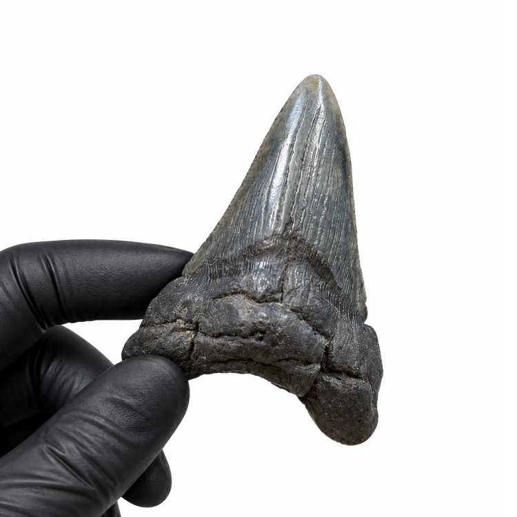 3.06 Inch Megalodon Shark Tooth Fossil (Carcharodon megalodon)