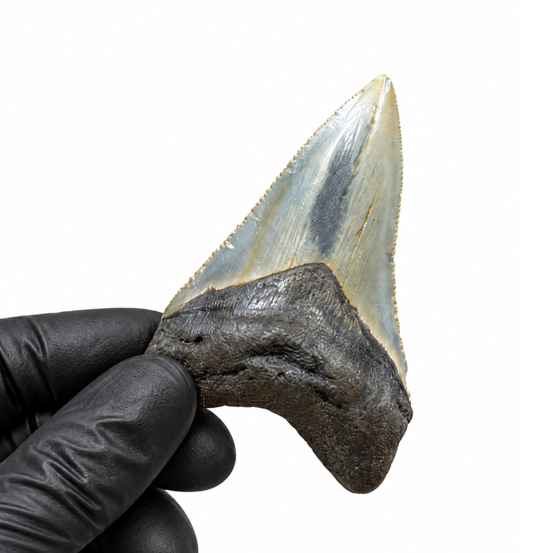 Minibeast 3.40 Zoll Megalodon Haifischzahn Fossil (Carcharodon megalodon)