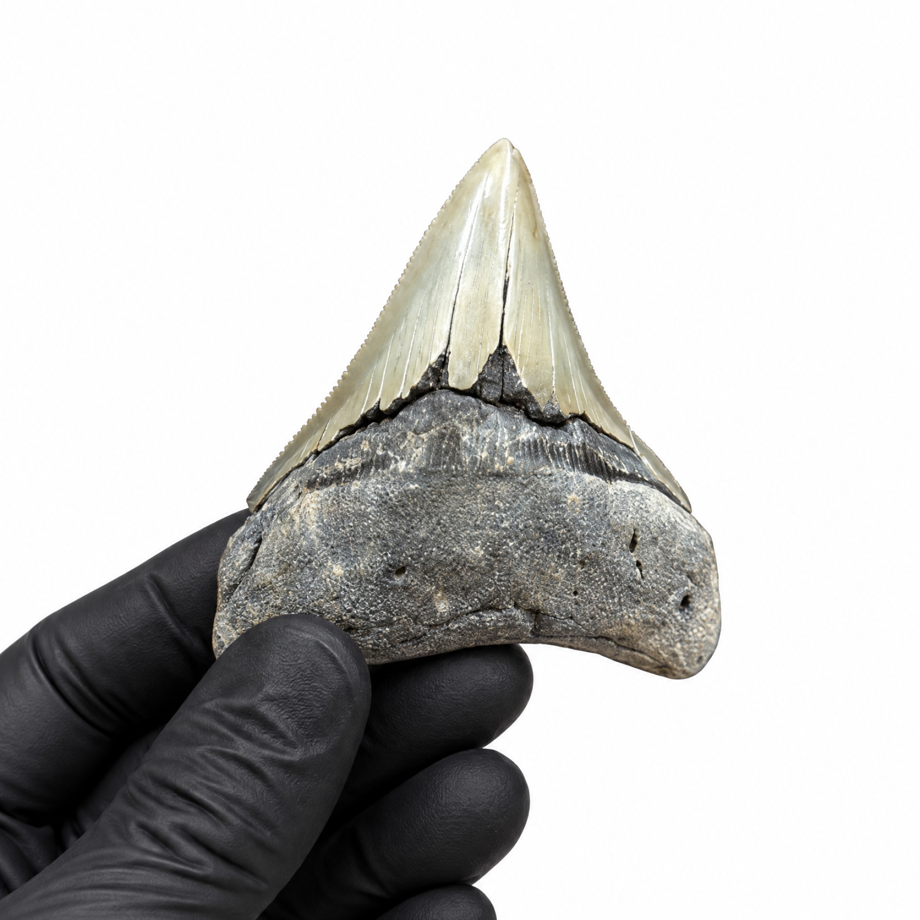 Minibeast 2.80 Inch Megalodon Shark Tooth Fossil (Carcharodon megalodon)