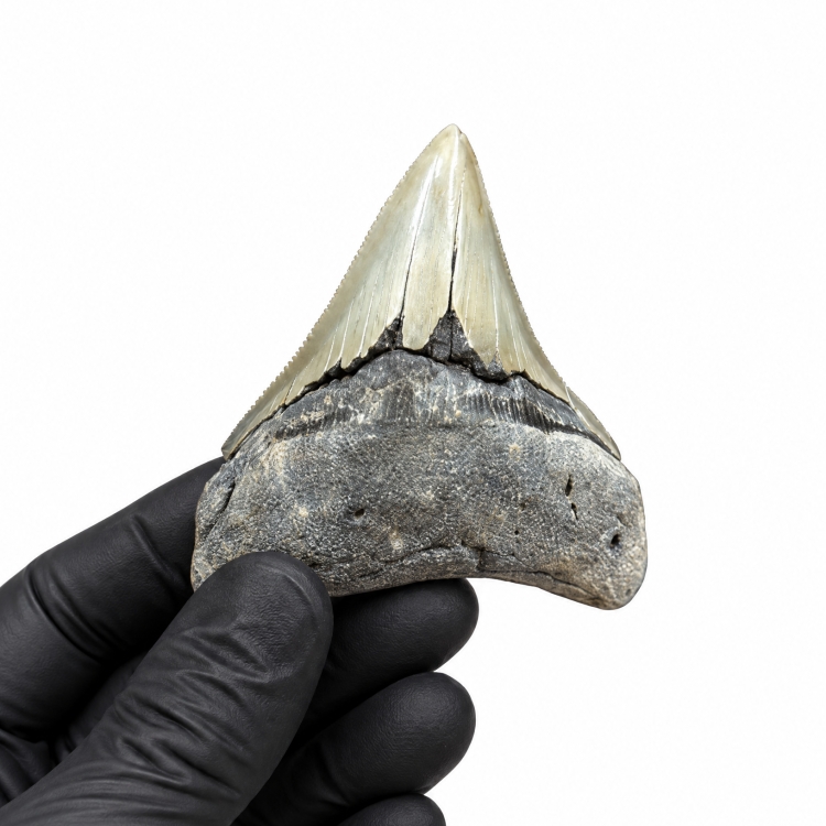 Fósil de Diente de Tiburón Megalodón de 2.80 Pulgadas (Carcharodon megalodon)