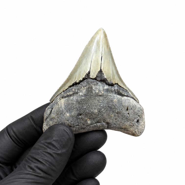 2.80 Inch Megalodon Shark Tooth Fossil (Carcharodon megalodon)