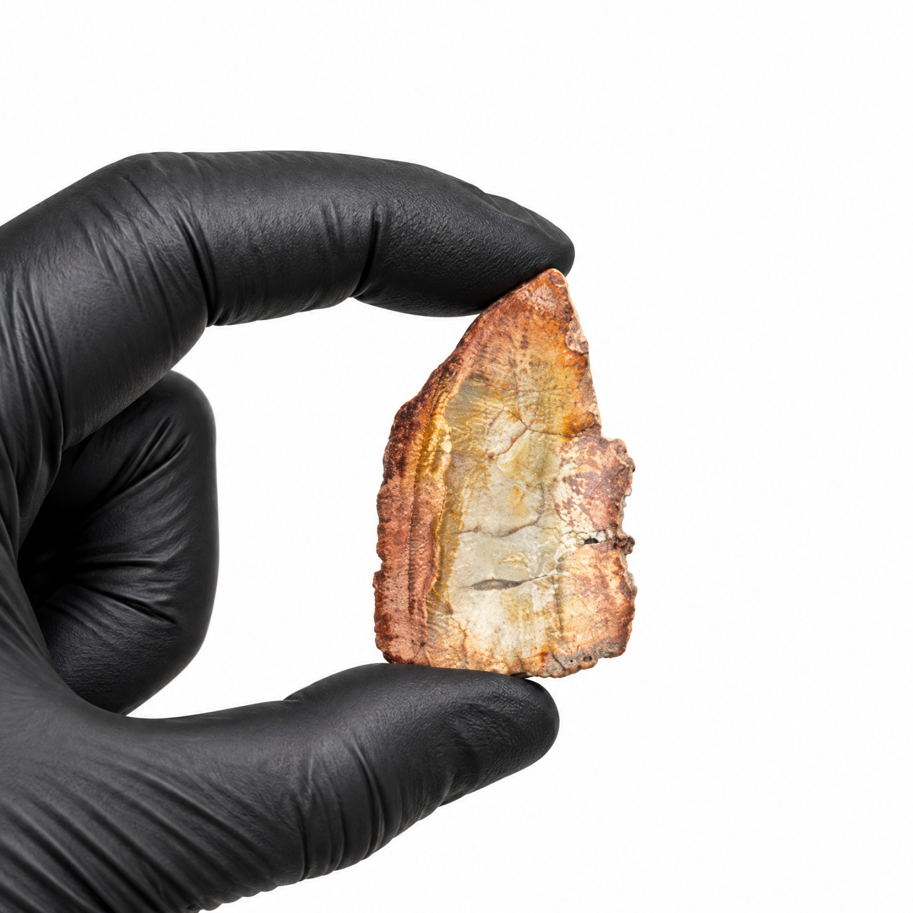 Minibeast 1.62 Zoll Versteinerter Holzfossil (Araucarioxylon arizonicum)