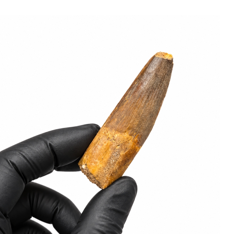 2.5 Pulgada Fósil de Diente de Dinosaurio Spinosaurus (Spinosaurus aegyptiacus)