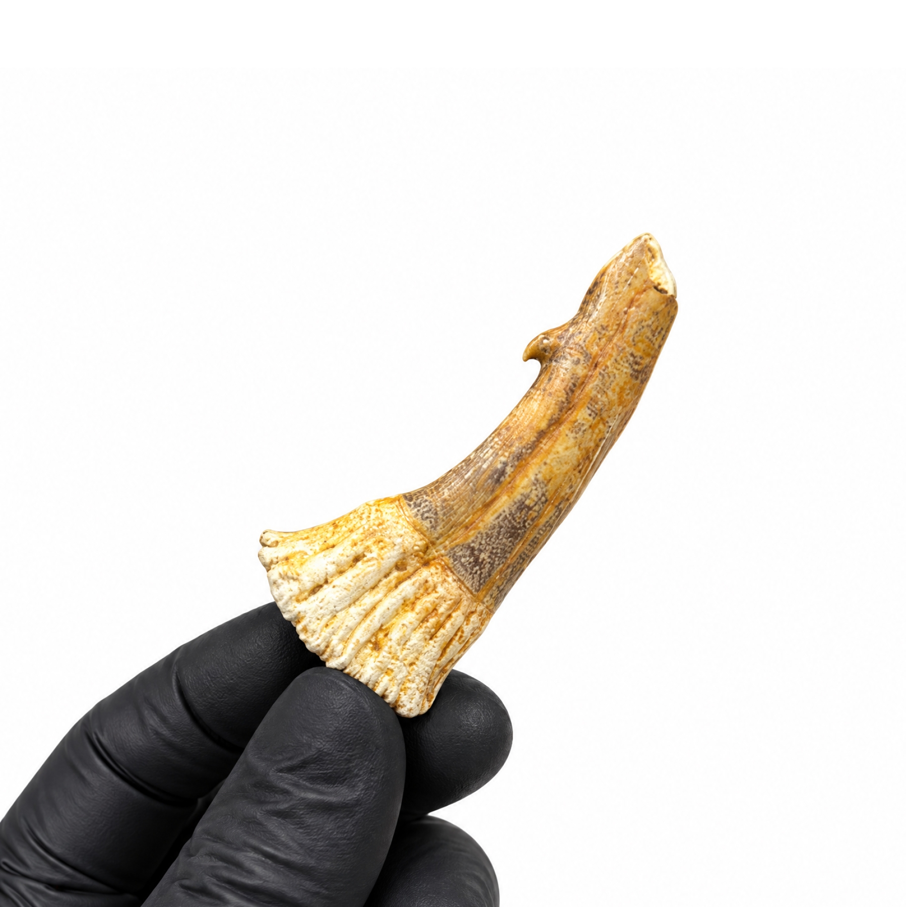 Minibeast Sawskate Rostral Spine Tooth Fossil (Onchosaurus numidus)
