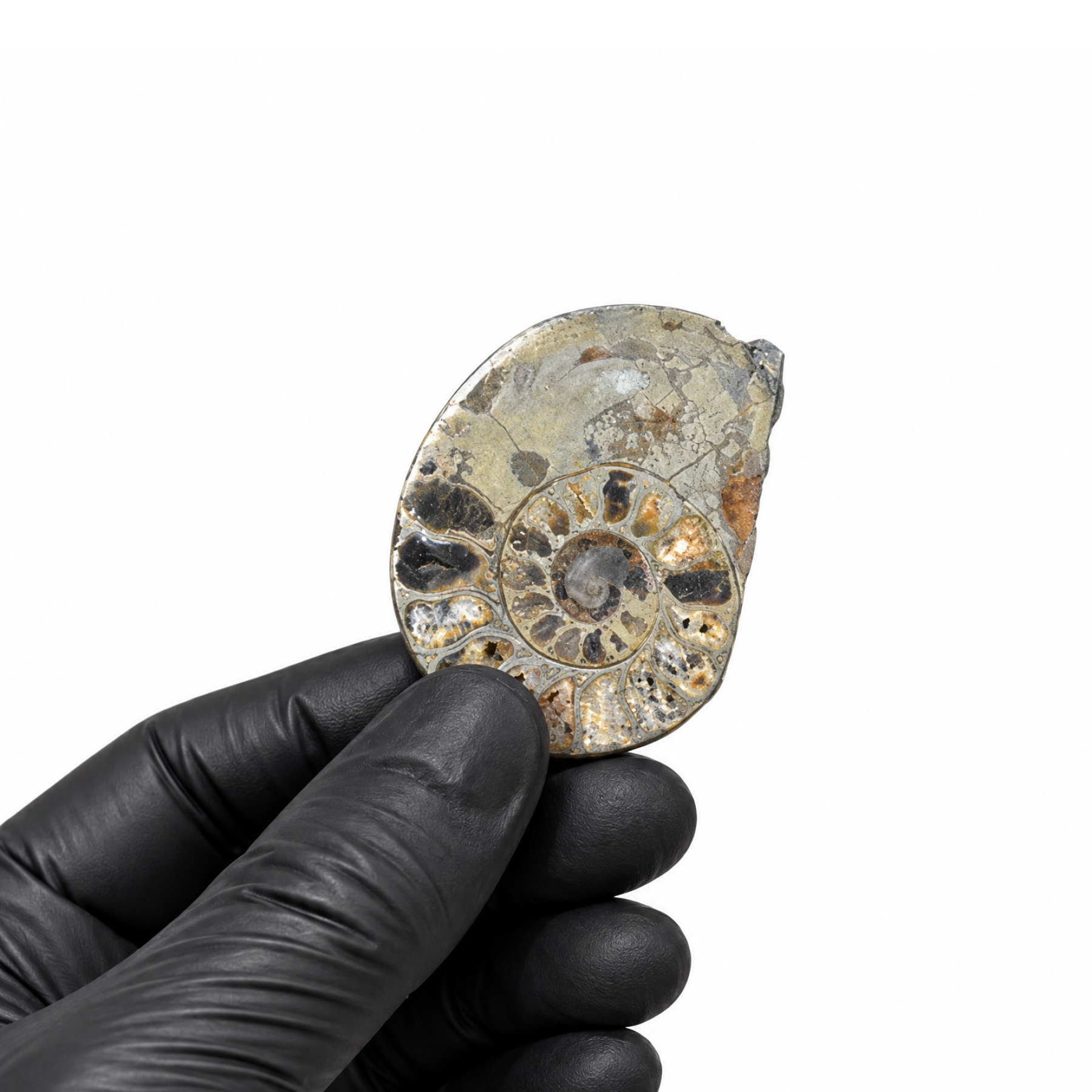 Minibeast Pyrit Geschnittener & Polierter Ammoniten Fossil (Cleoniceras sp)