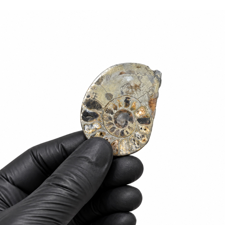Pyrite Cut &amp; Polished Ammonite Fossil (Cleoniceras sp)