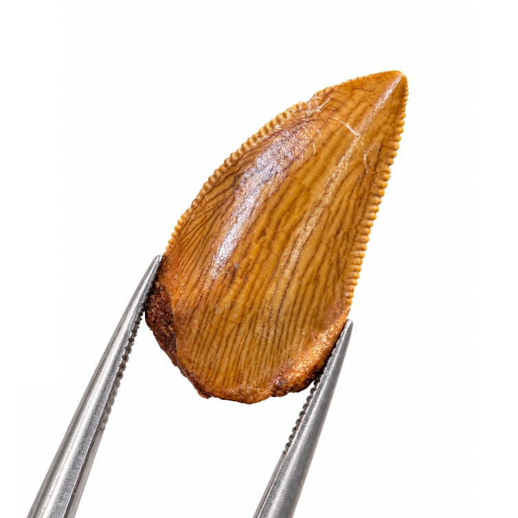 1.8 Inch Raptor Tooth Fossil (Deltadromeus agilis)