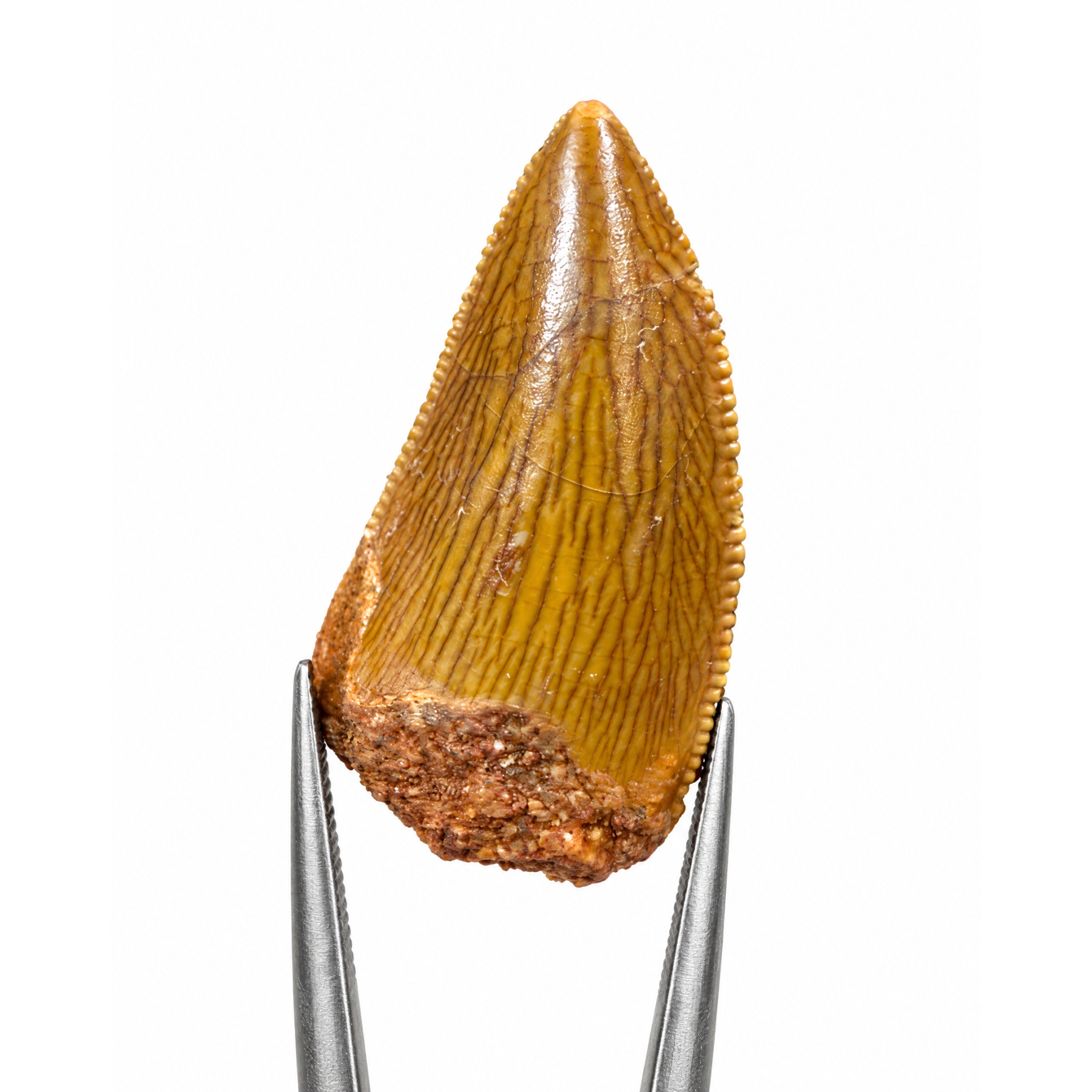 1.8 Inch Raptor Tooth Fossil (Deltadromeus agilis) Minibeast 1.8 Inch Raptor Tooth Fossil (Deltadromeus agilis)