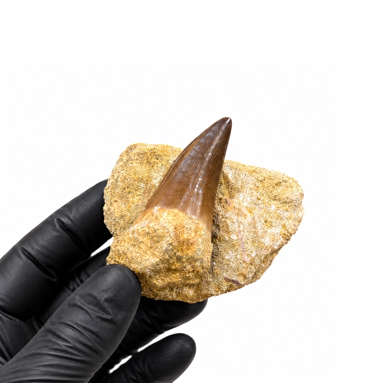 2.5 Inch Mosasaur Tooth on Rock Fossil (Mosasauridae sp)