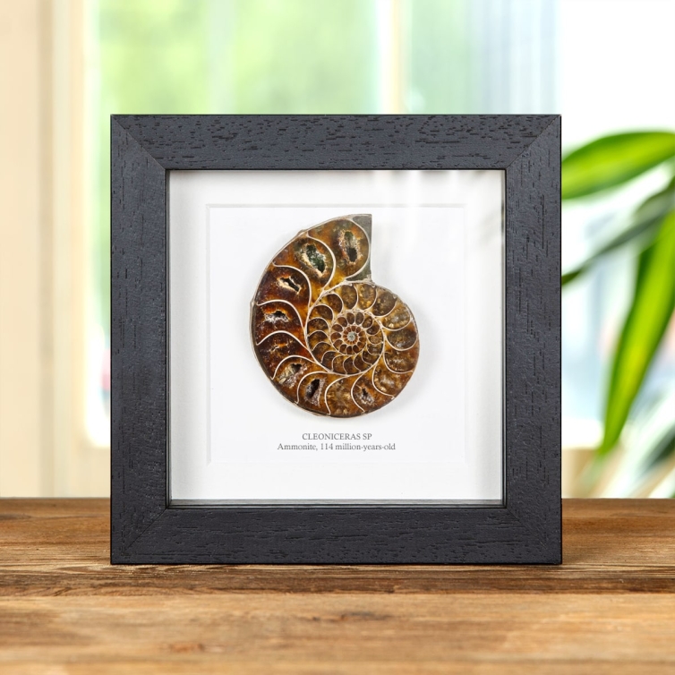 Cut & Polished Ammonite Fossil In Box Frame (Cleoniceras sp)