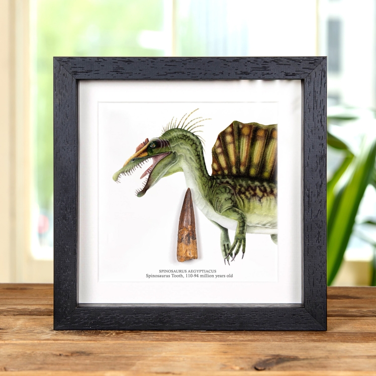 Spinosaurus Colour Illustration & Tooth Fossil (Spinosaurus aegyptiacus)