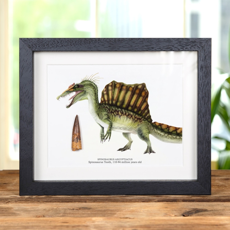 Spinosaurus Colour Illustration & Tooth Fossil (Spinosaurus aegyptiacus)