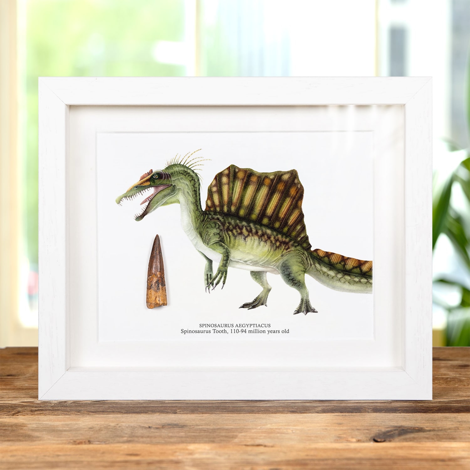 Spinosaurus Colour Illustration & Tooth Fossil (Spinosaurus aegyptiacus) Minibeast Spinosaurus Colour Illustration & Tooth Fossil (Spinosaurus aegyptiacus)