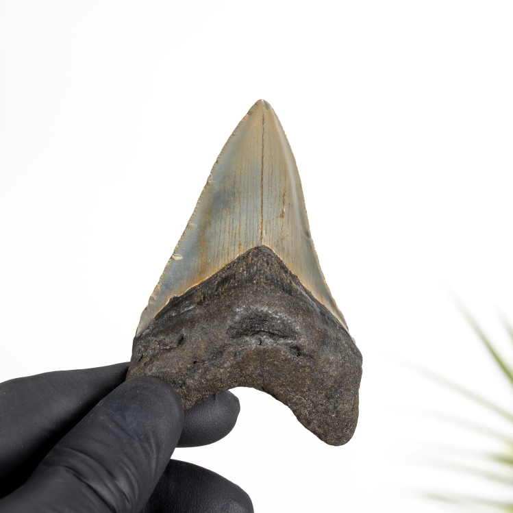 3 Inch Megalodon Shark Tooth Fossil (Carcharodon megalodon)