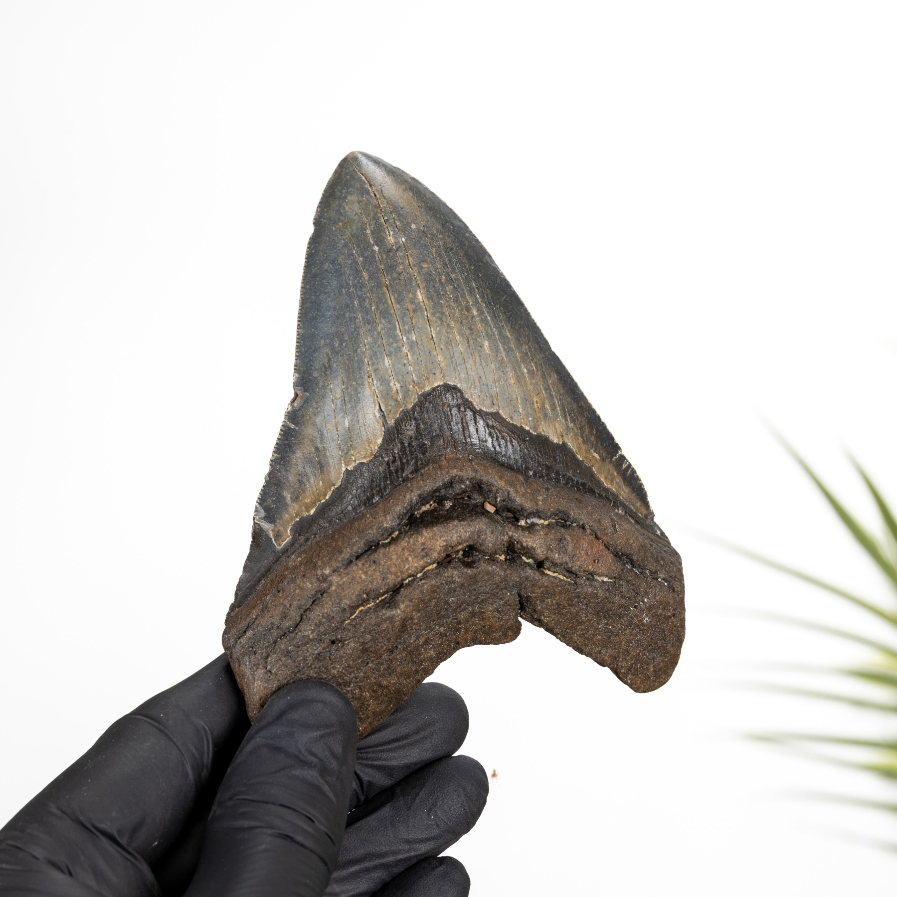 Minibeast 4.5 Inch Fossile Di Dente Di Squalo Megalodon (Carcharodon megalodon)