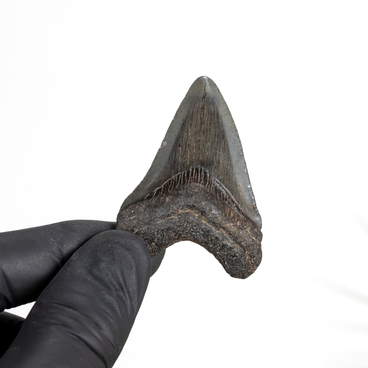2 Inch Megalodon Shark Tooth Fossil (Carcharodon megalodon)